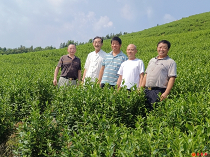 龚梦辉规模种涟源白茶，兴共工助茶业腾飞